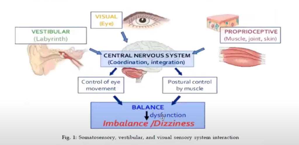 posture tell you about the brain